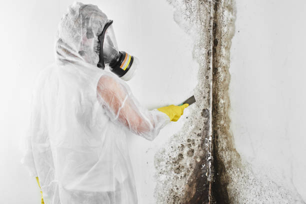 Best Mold Damage Repair  in Rossville, IN