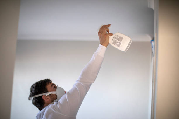 Best Black Mold Removal  in Rossville, IN