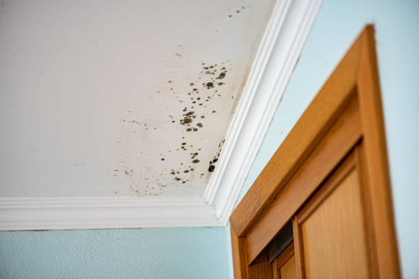 Best Black Mold Removal  in Rossville, IN