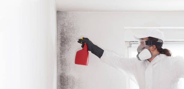 Best Mold Remediation Services  in Rossville, IN