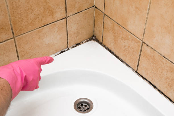 Best Mold Removal Company Near Me  in Rossville, IN